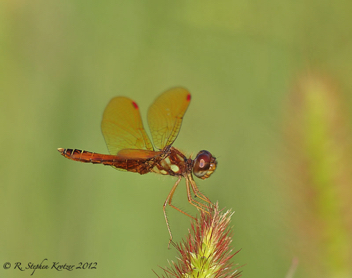 Perithemis tenera, male